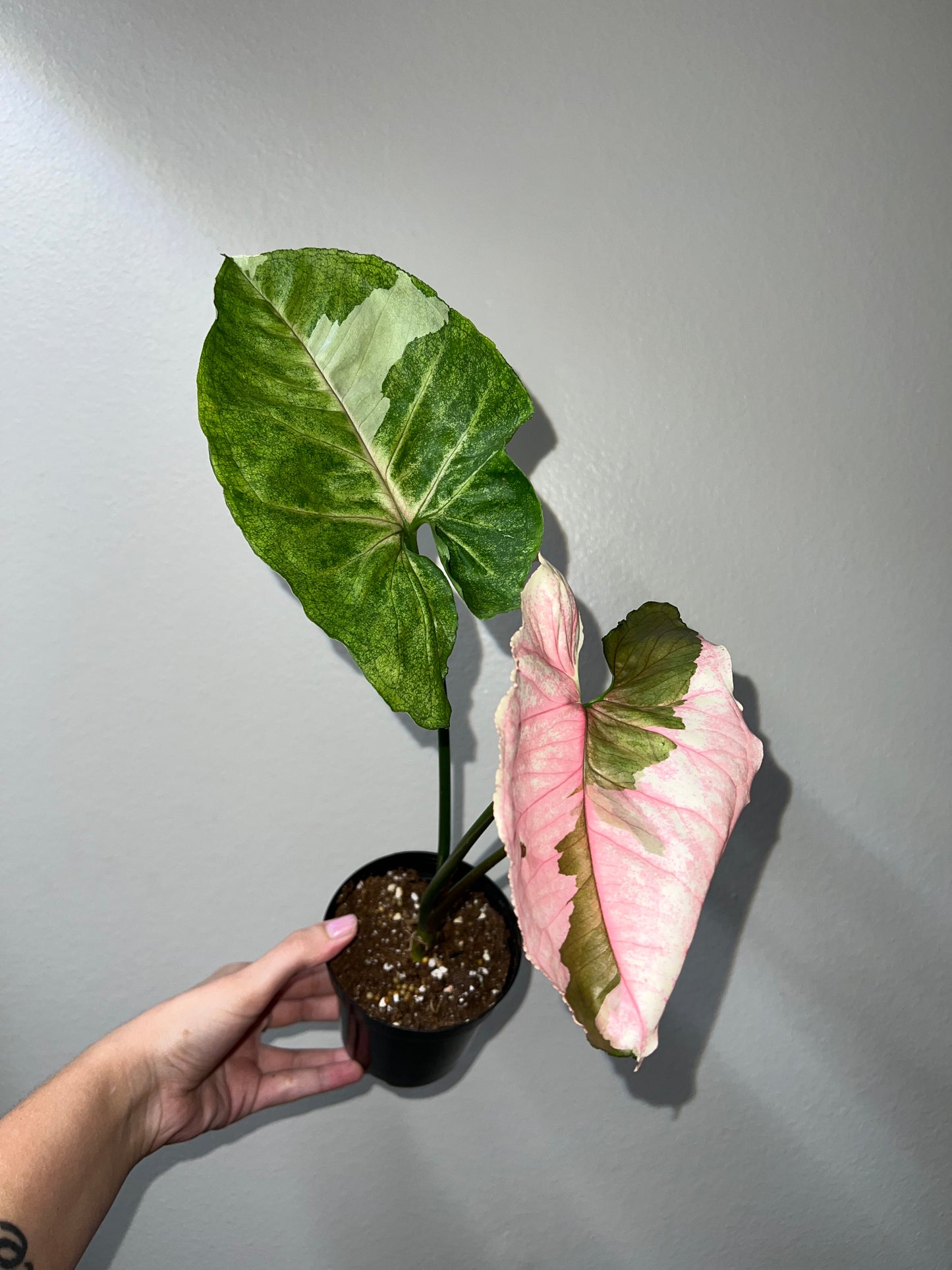 4” Syngonium Strawberry Ice