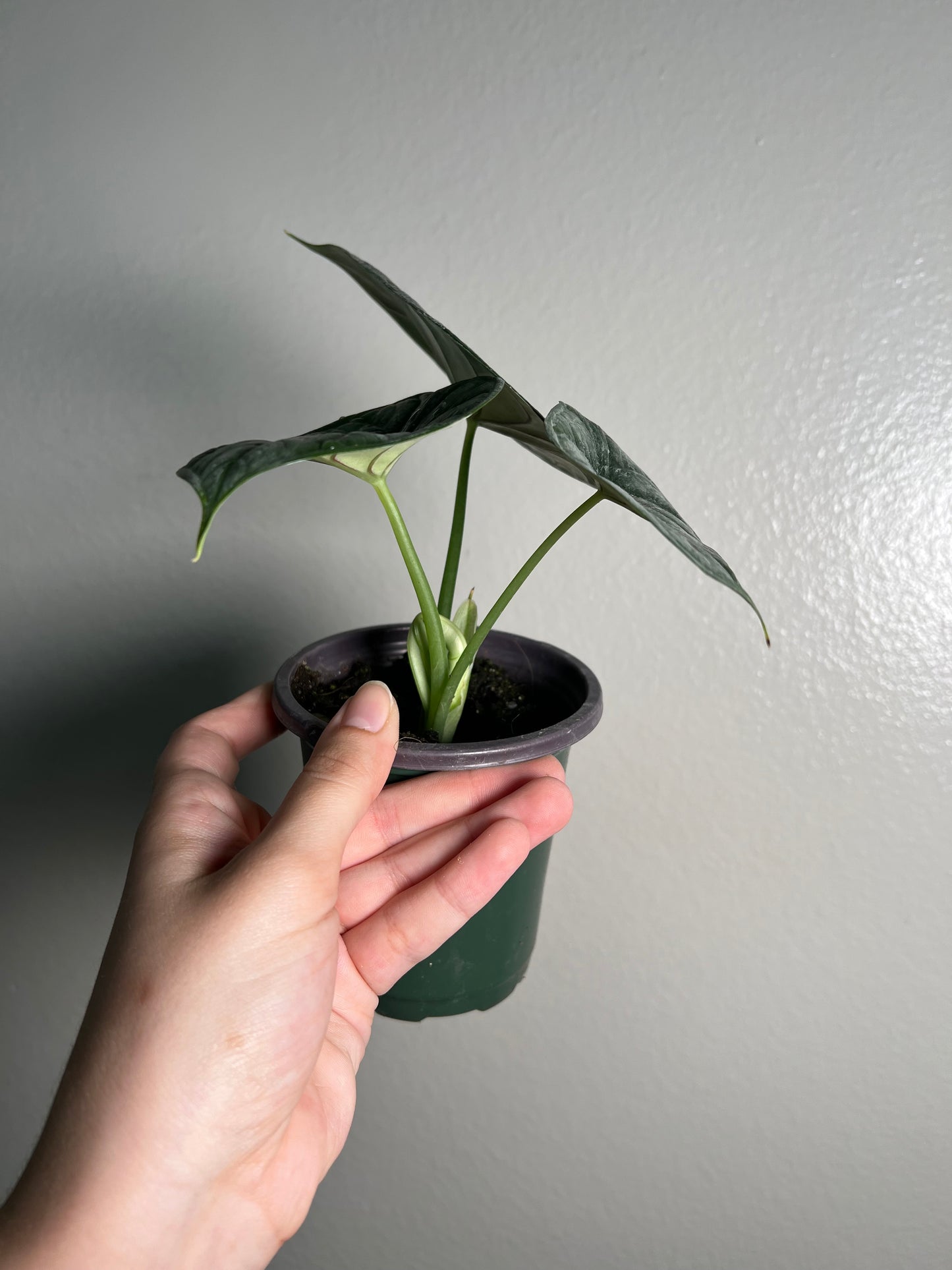 4” Alocasia Dragon Scale