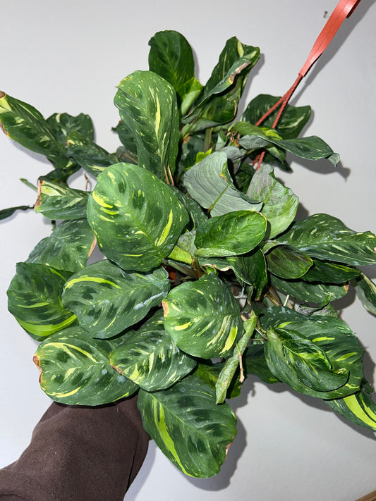 8” Variegated Maranta Hanging Basket