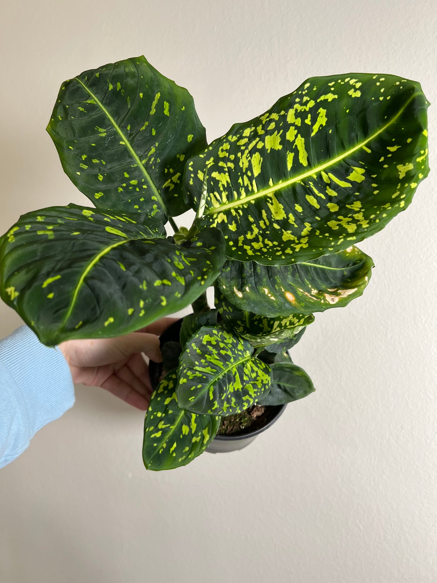 6” Dieffenbachia Reflector