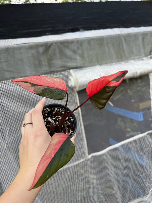 4” Homalomena Pink Diamond