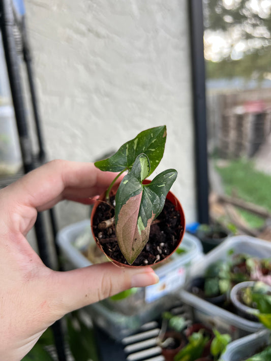 2” Syngonium Red Spot Tricolor