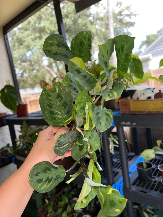 4” Variegated Maranta