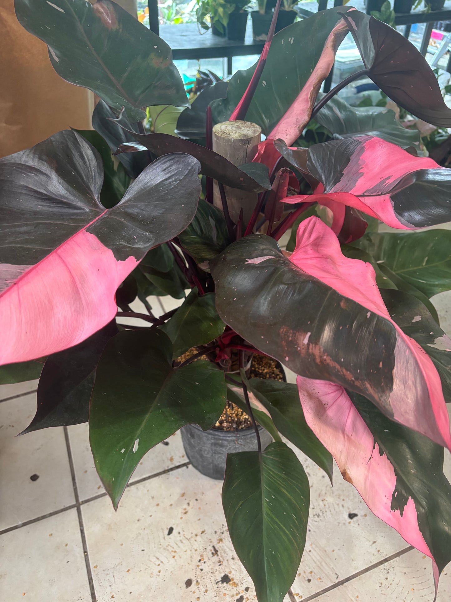 8” Philodendron Pink Princess Totem