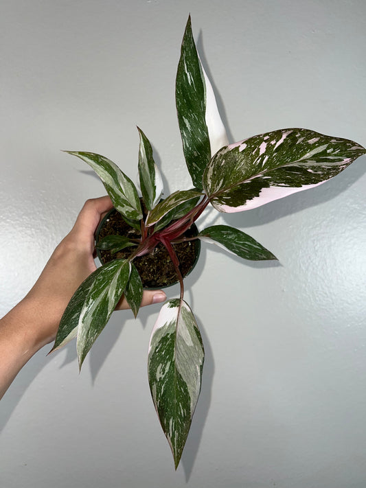 4” Marble Pink Princess Philodendron