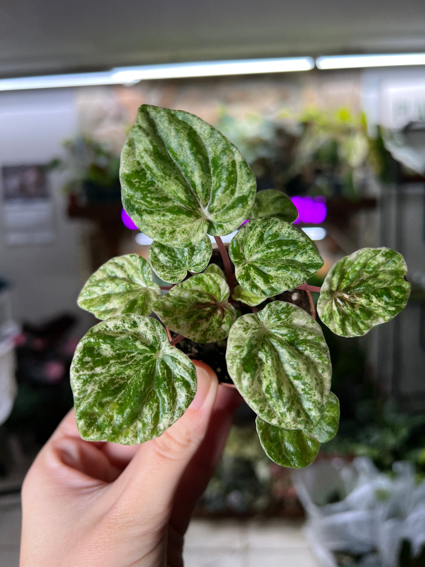 2” Peperomia Freckles