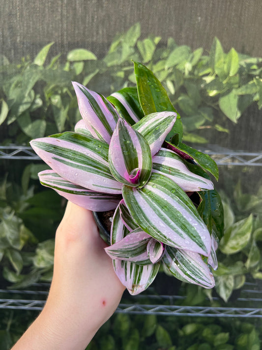 4” Tradescantia Nanouk