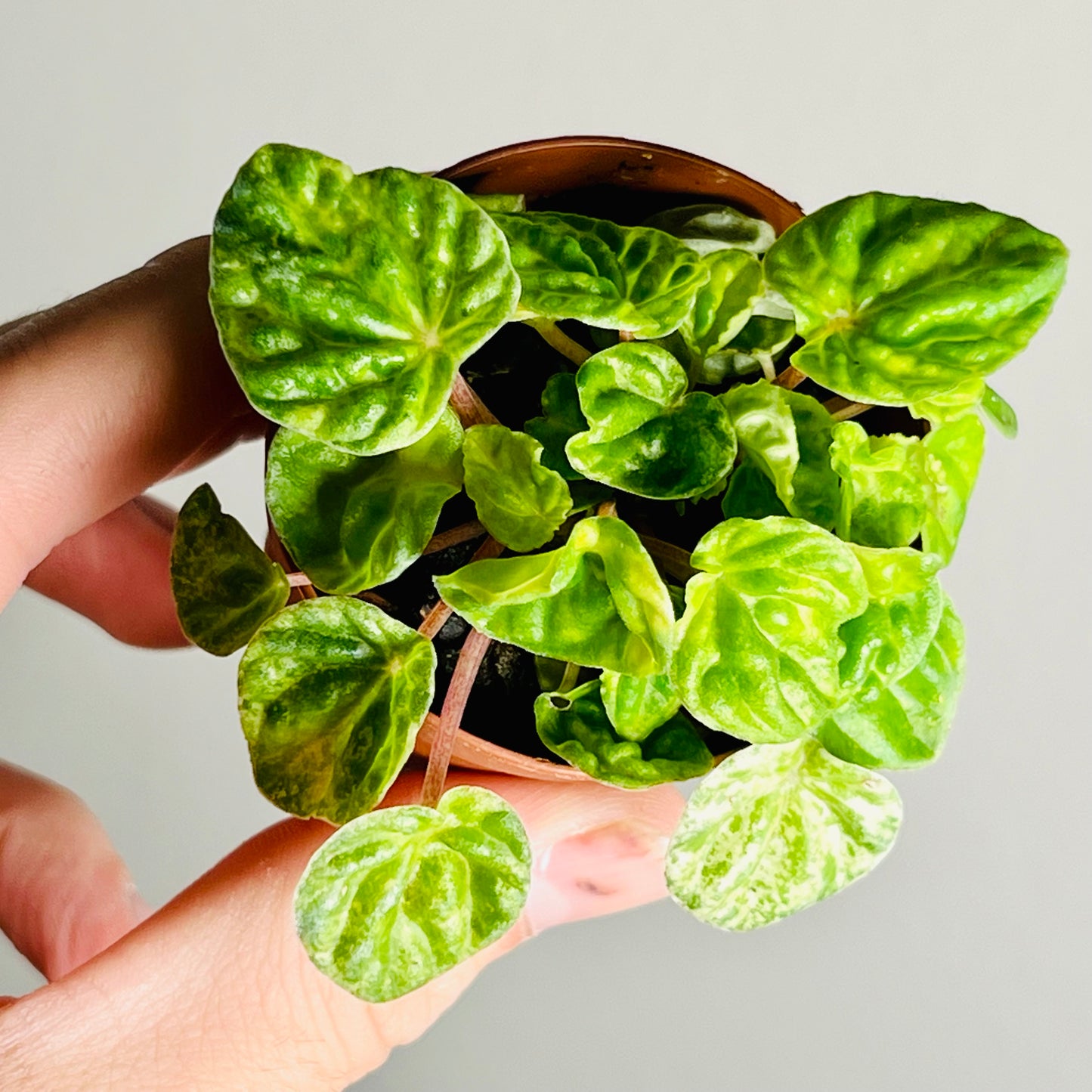 2” Peperomia ‘Green Emerald’