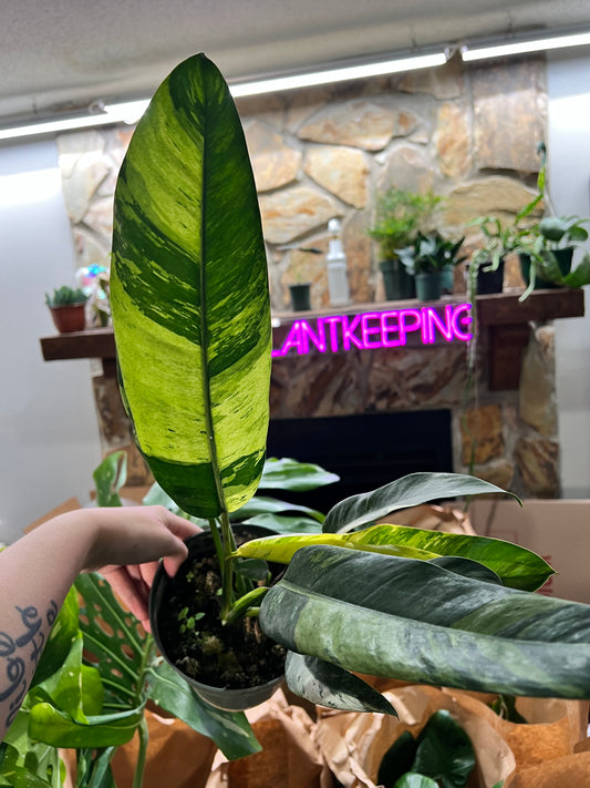 6” Epipremnum Giganteum Aurea