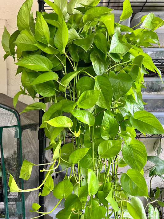 8” XL Neon Pothos