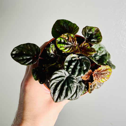 4” Peperomia ‘Chocolate’