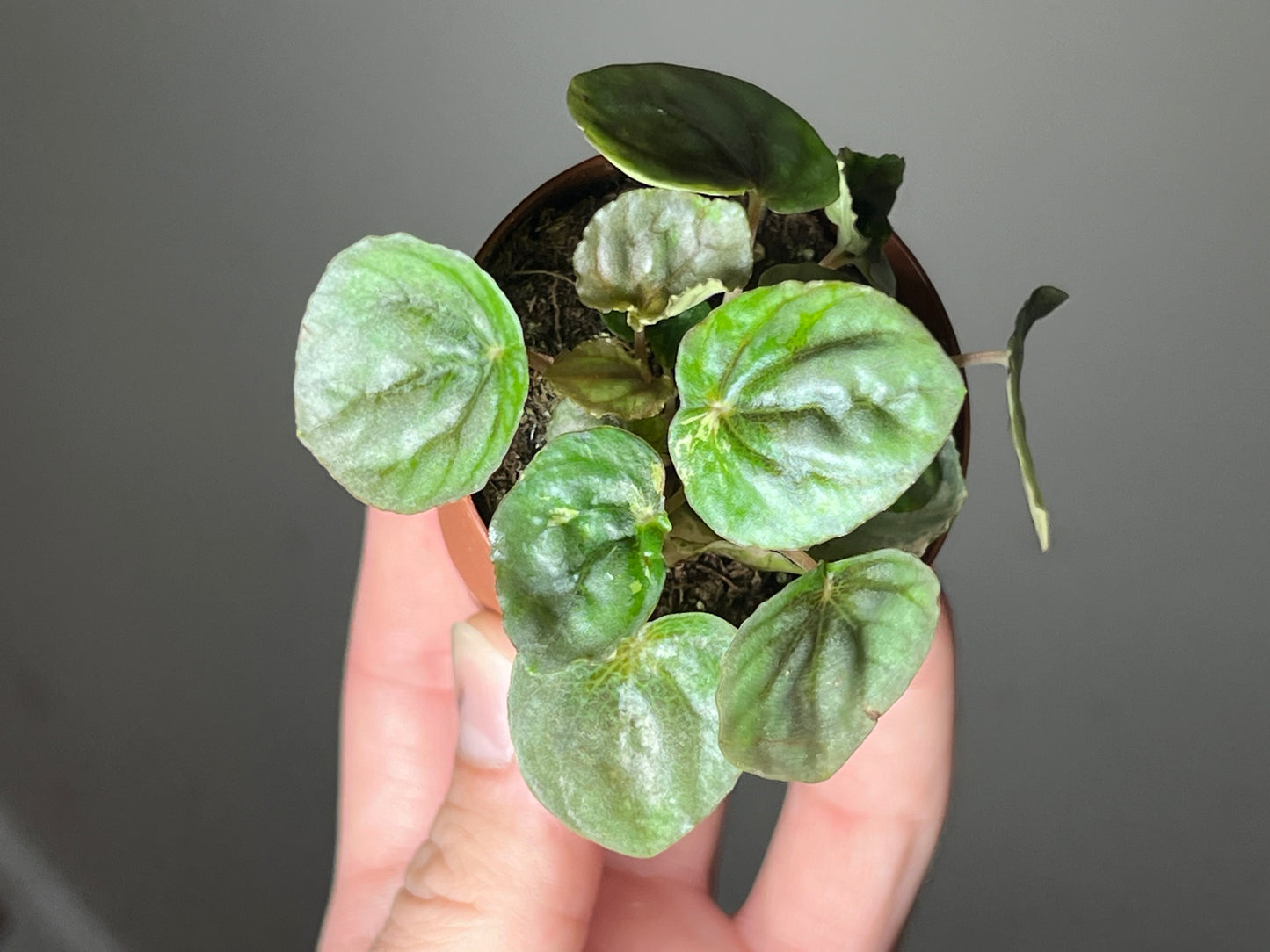 2” Peperomia ‘Pink Lady’