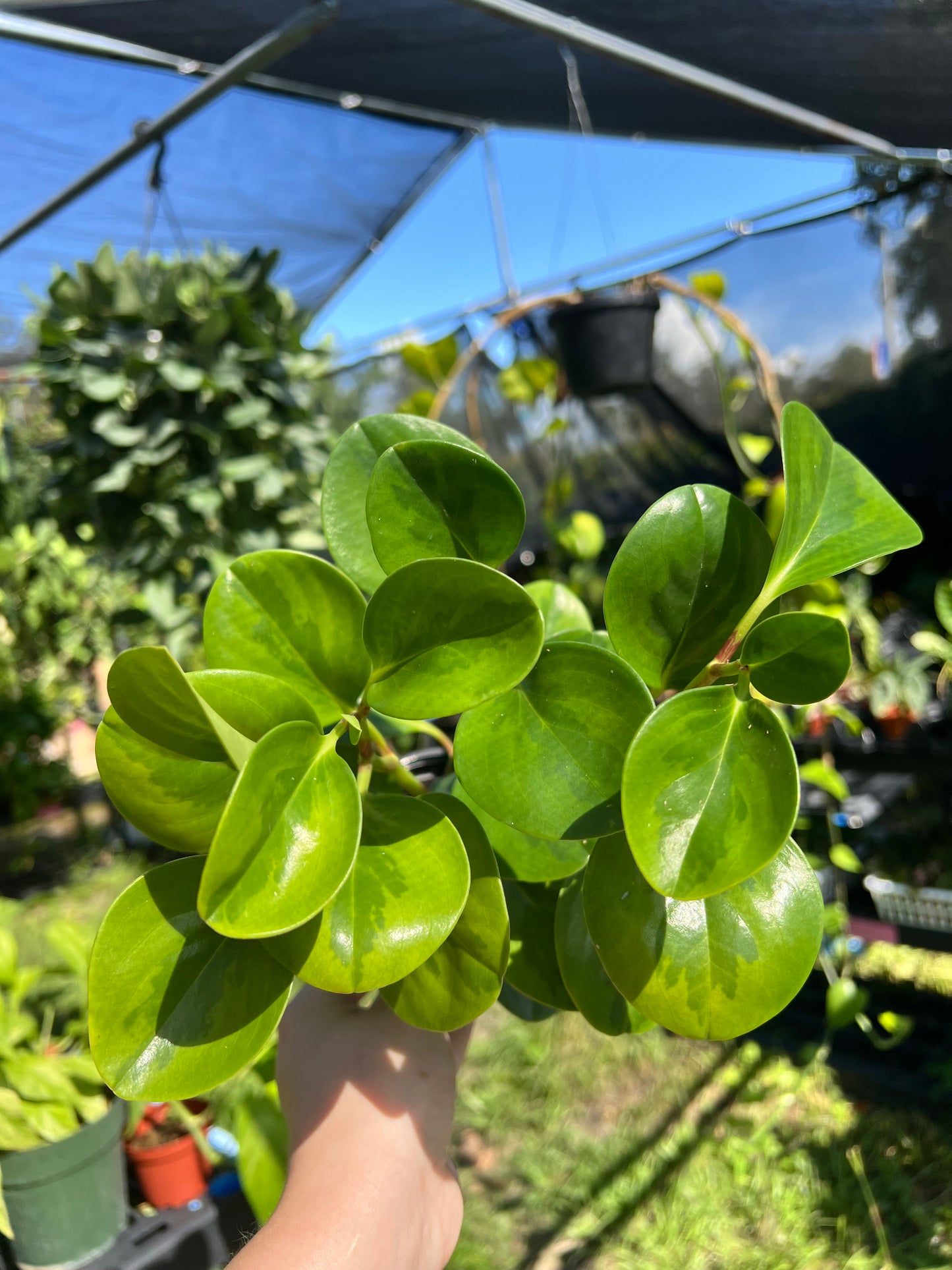 4” Peperomia Lemon Lime