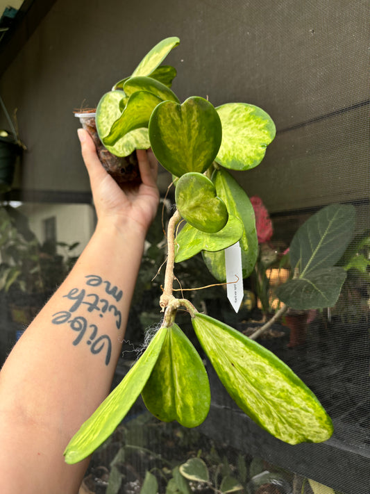 4” Hoya Kerri Picta Spot