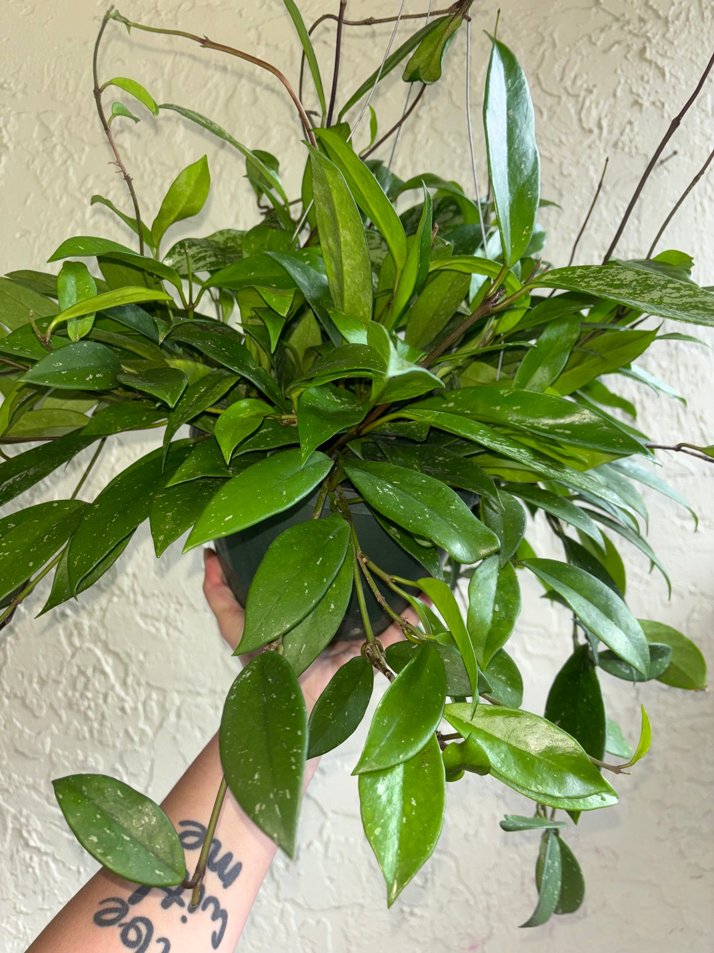 8” Hoya Pubicalyx Splash Hanging Basket