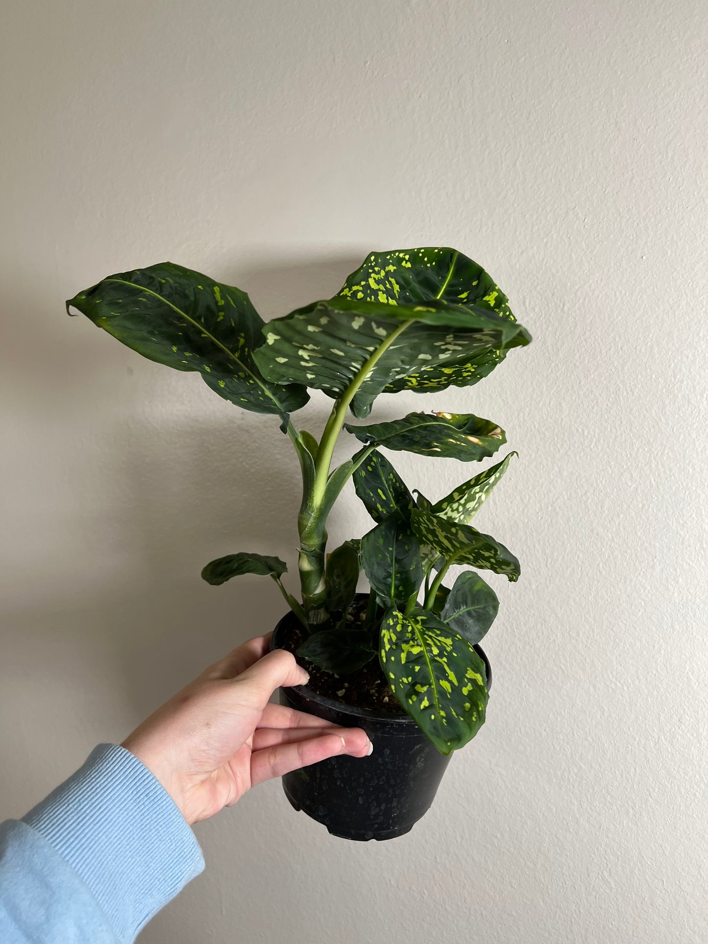 6” Dieffenbachia Reflector