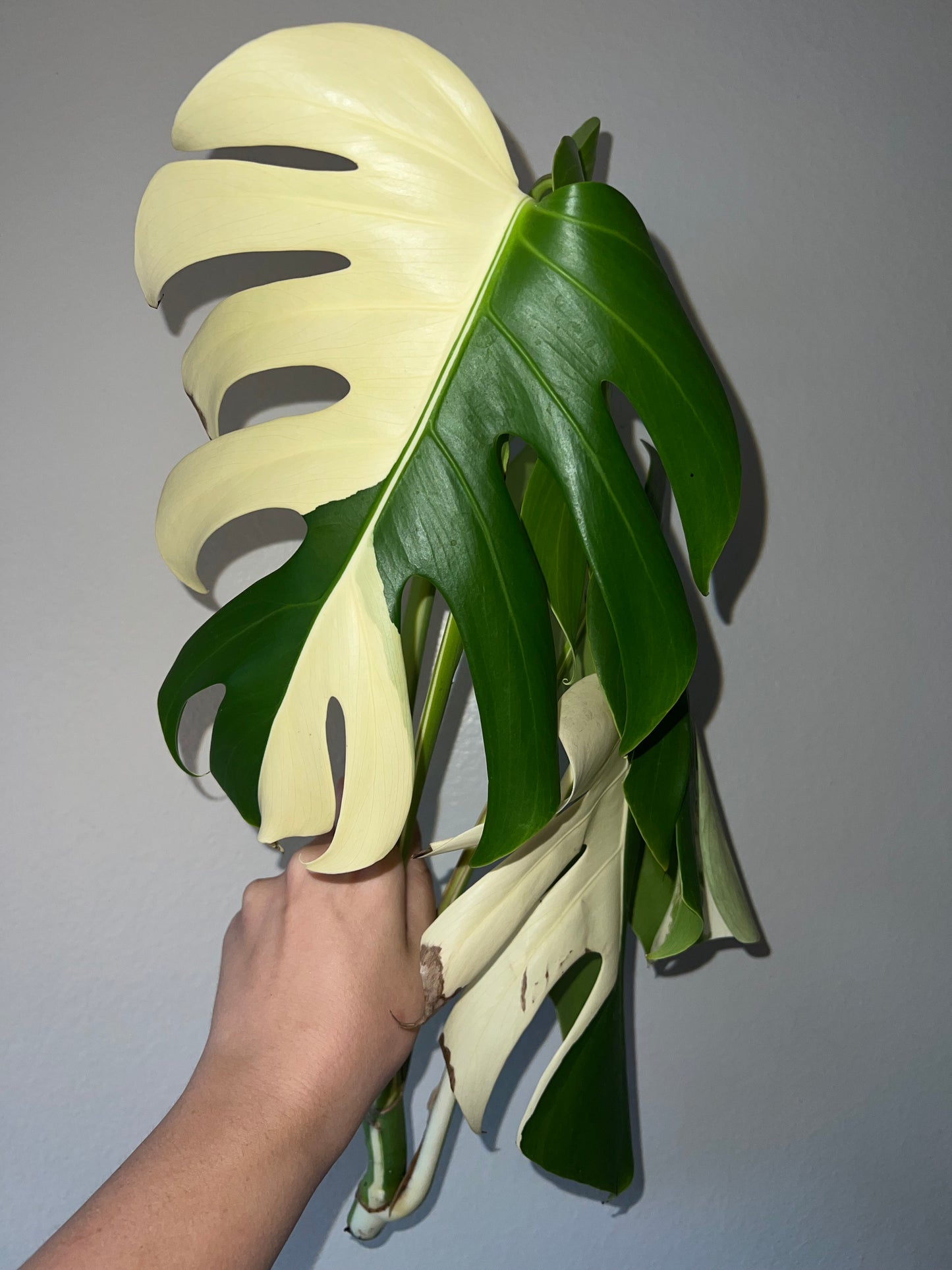 Monstera Albo Cutting