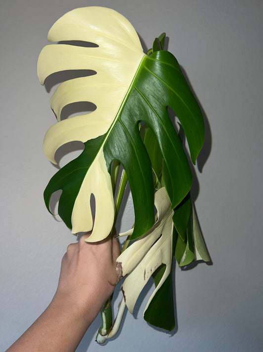 Monstera Albo Cutting