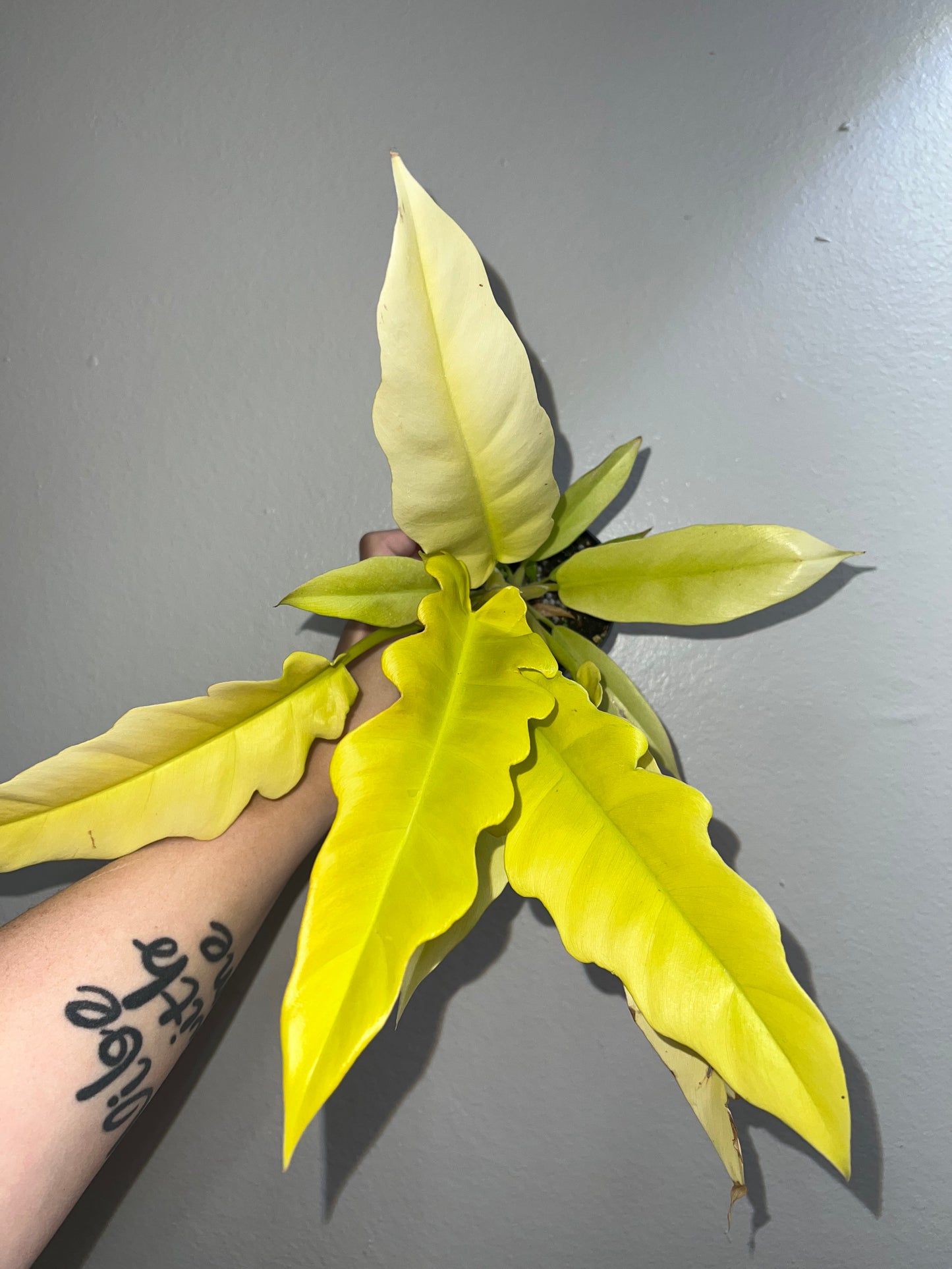 4” Philodendron Golden Crocodile