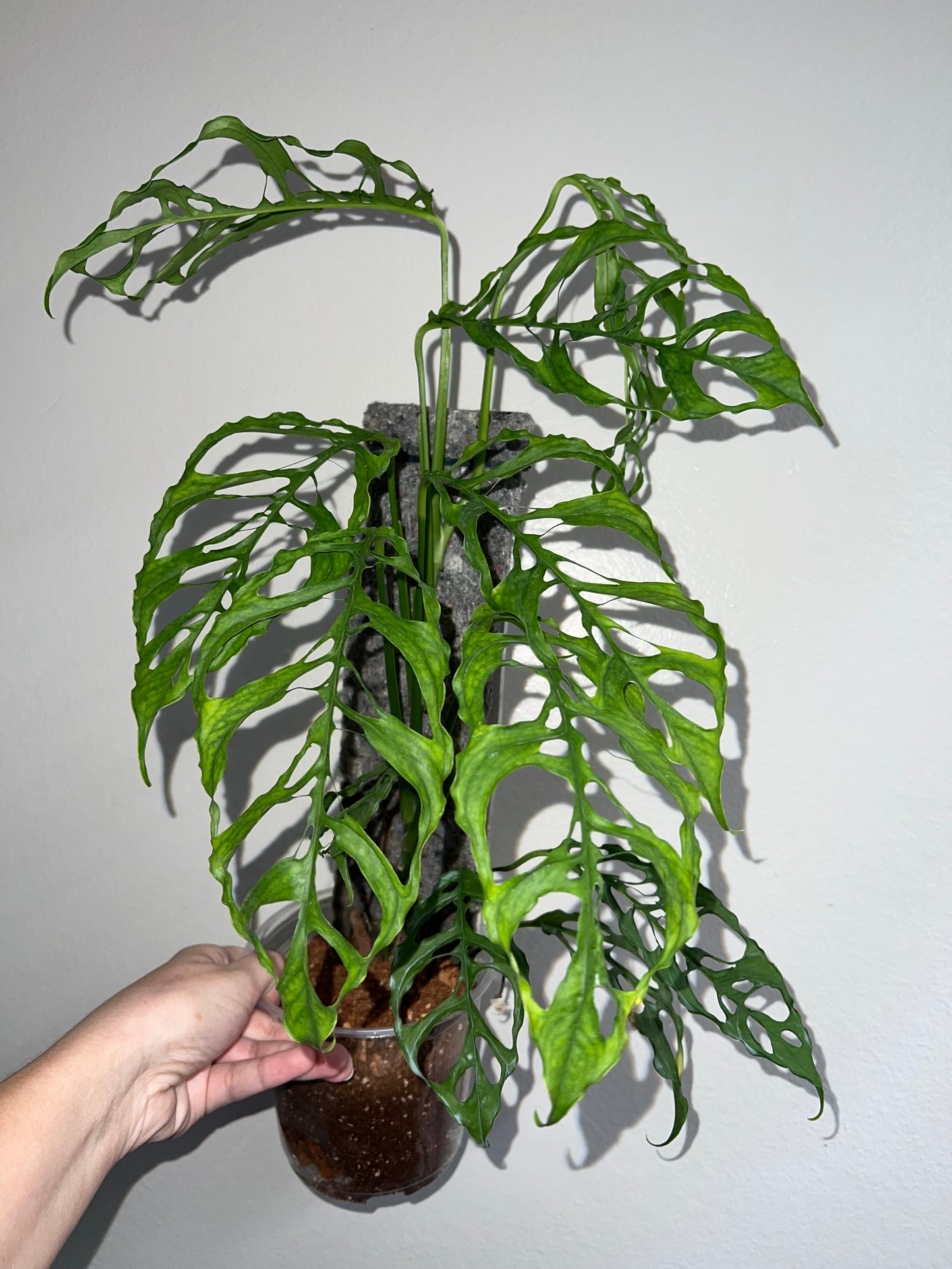 5” Monstera Obliqua Peru