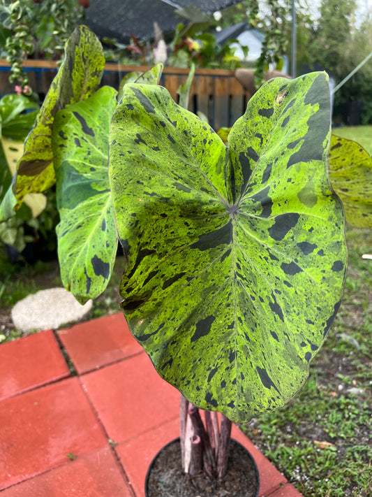 8” Colocasia Mojito