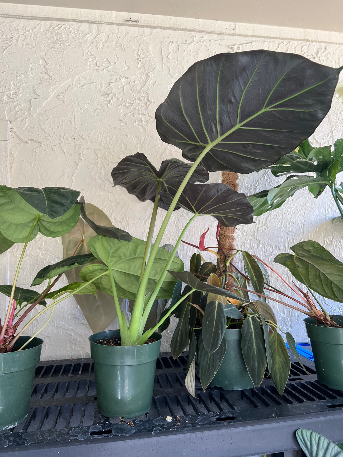 6” Alocasia Regal Shield