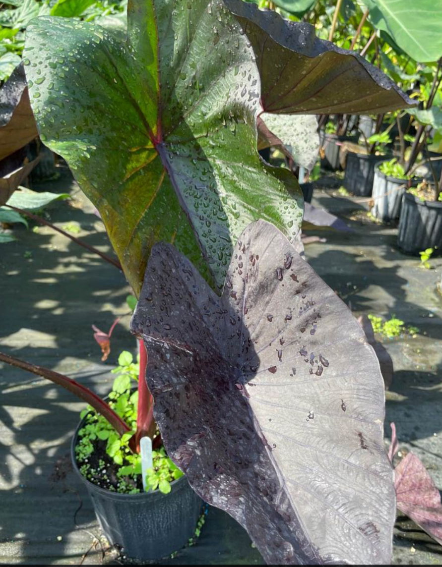 8” Colocasia Black Magic