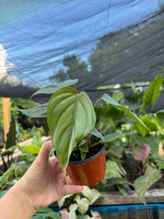 4” Philodendron Columbia