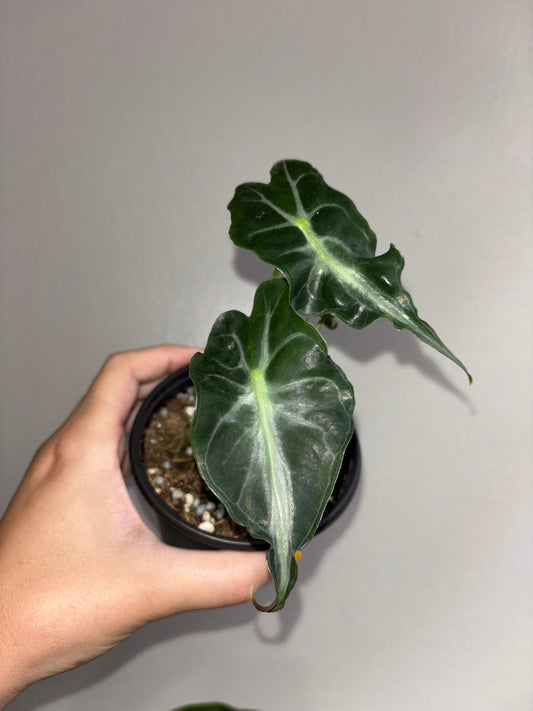 4” Alocasia Venom