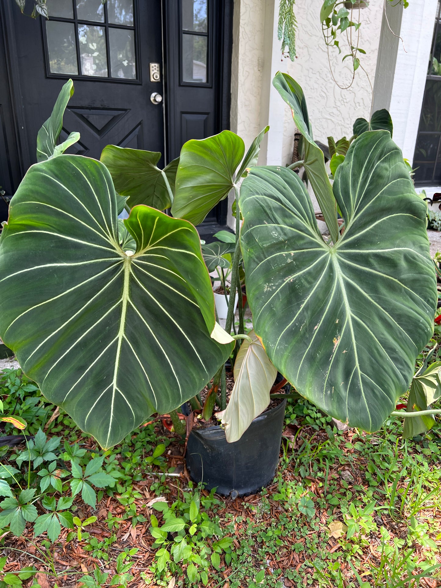 16” Philodendron Gloriosum