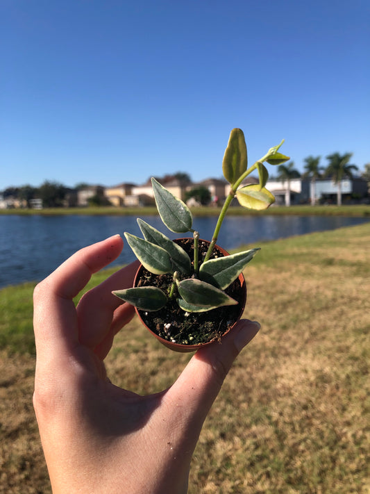 2” Hoya Bella Variegated