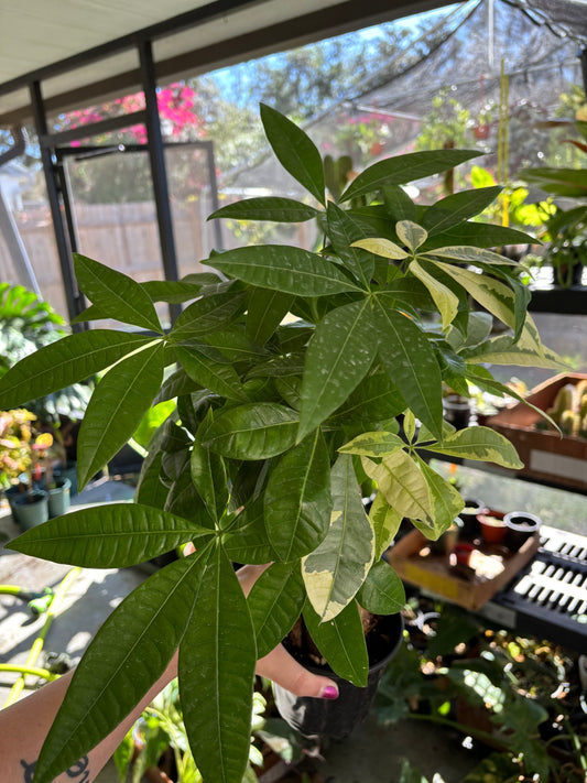 4” Variegated Money Tree