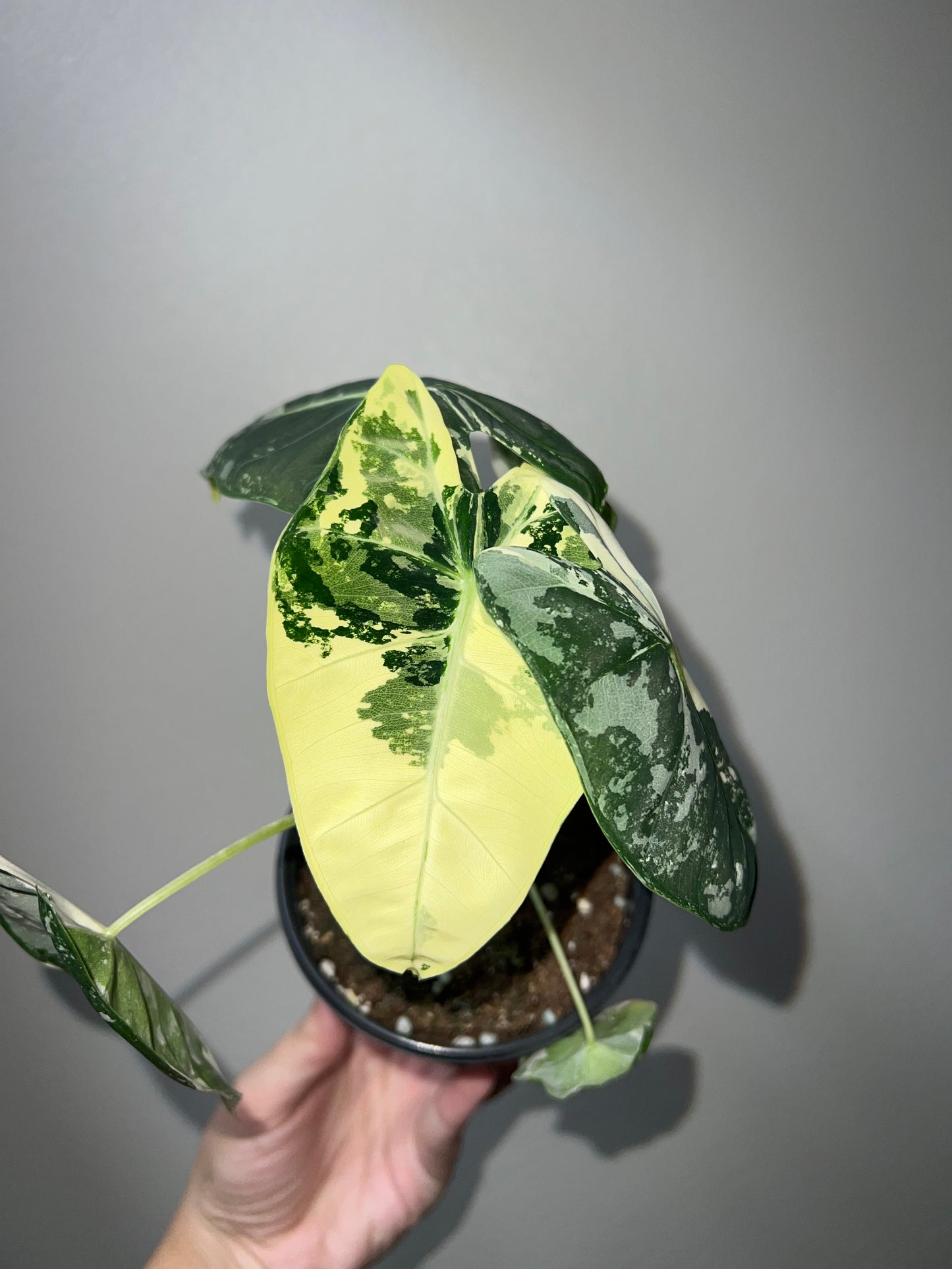 4” Variegated Alocasia Frydek