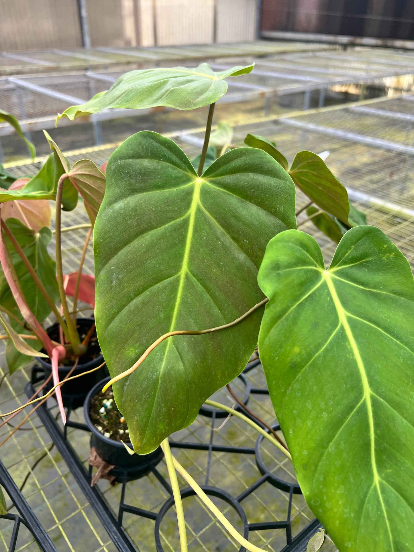 4” Philodendron Esmeraldense X Radiatum