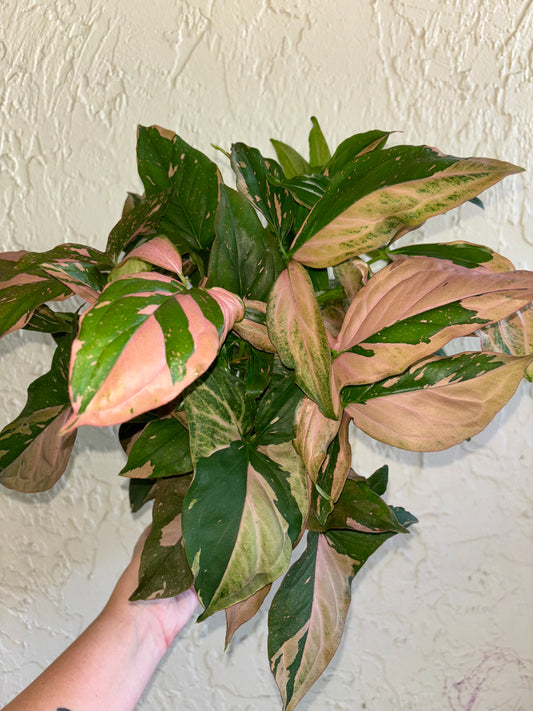 6” Syngonium Pink Spot