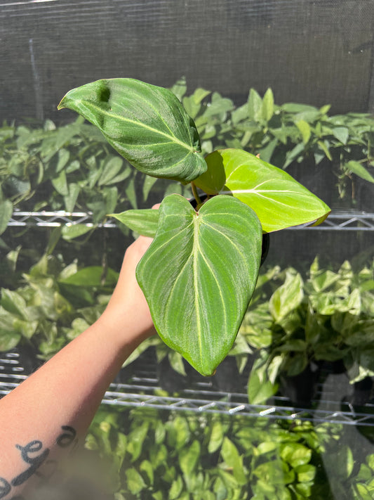 4” Philodendron Gloriosum