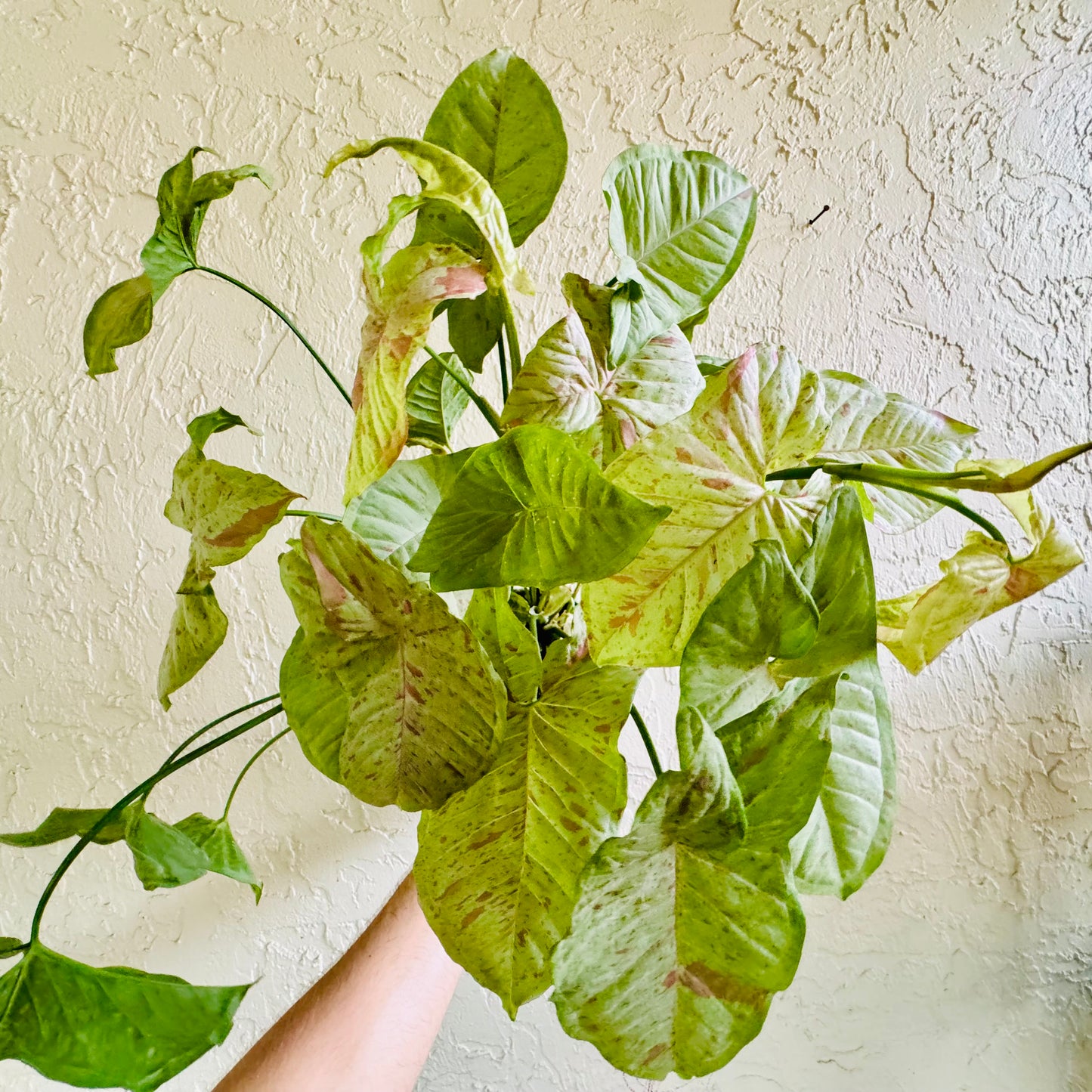 6” Syngonium Milk Confetti