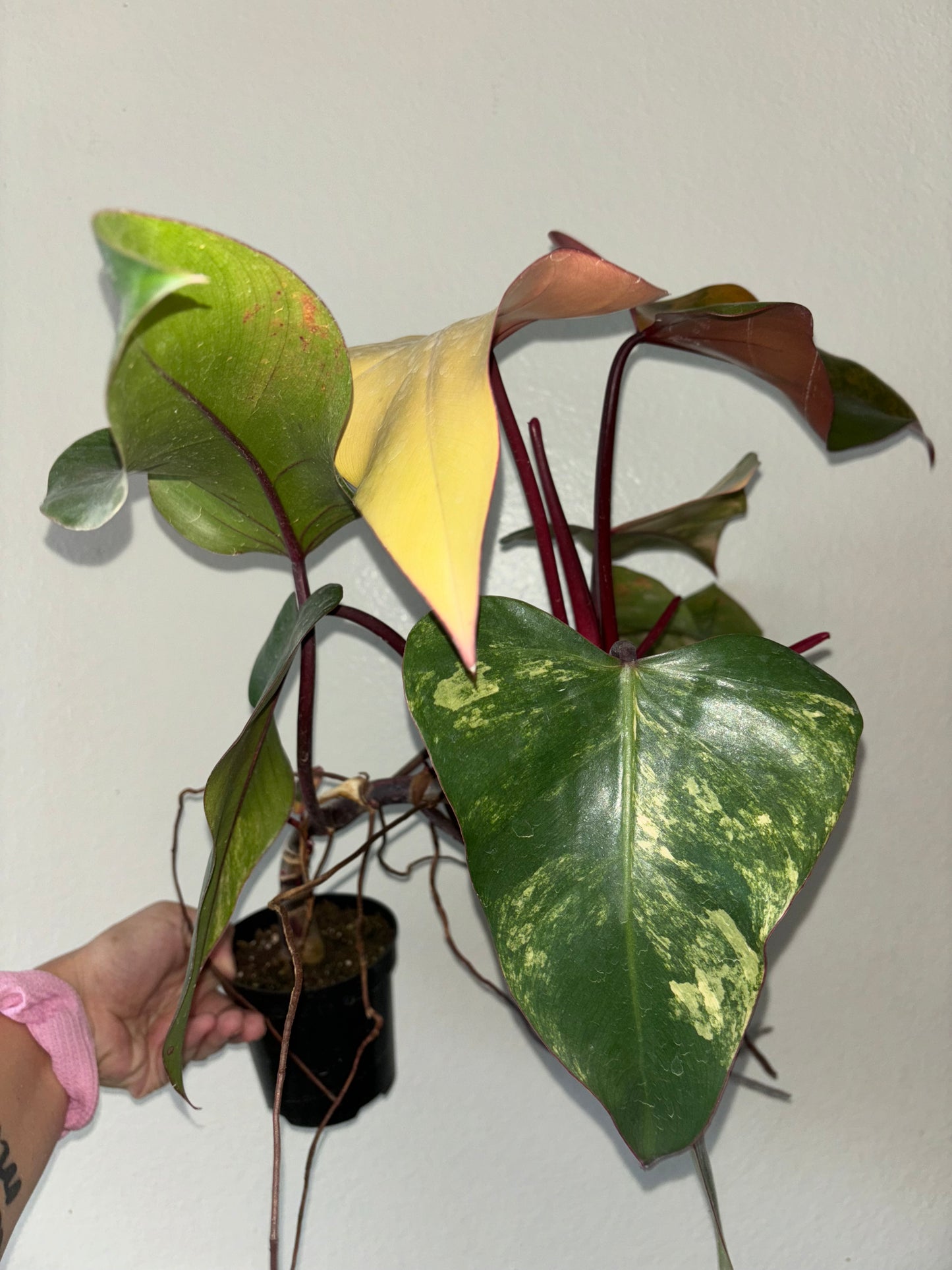 4” Philodendron Strawberry Shake (A)