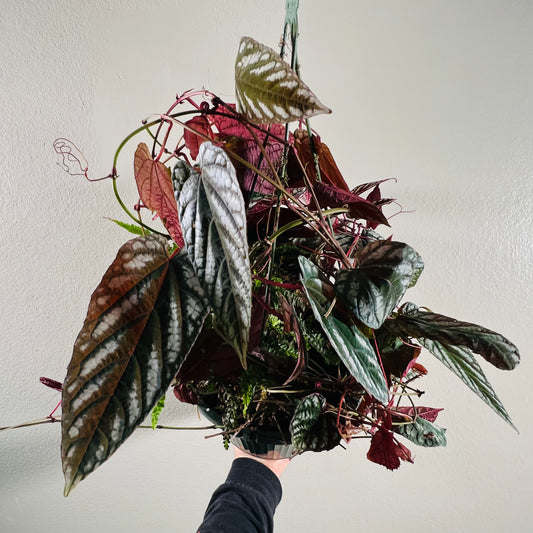 8” Cissus Discolor Hanging Basket