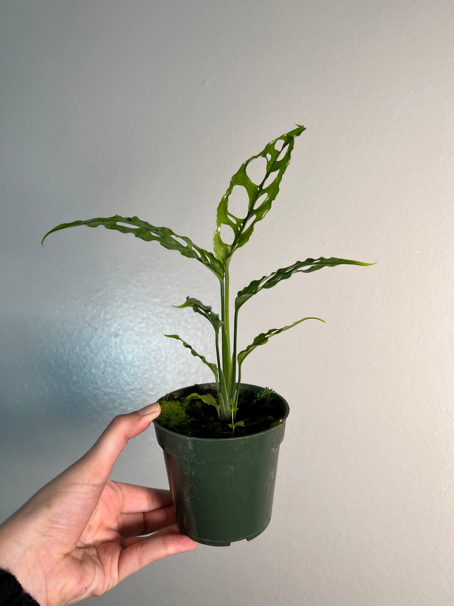 4” Monstera Obliqua Peru