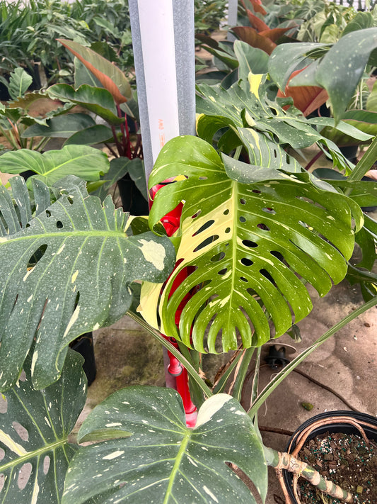 8” Monstera Yellow Star