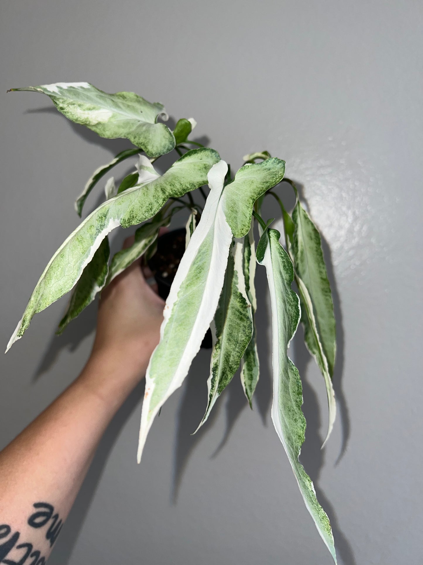 4” Syngonium Ngern Lai Ma Variegated