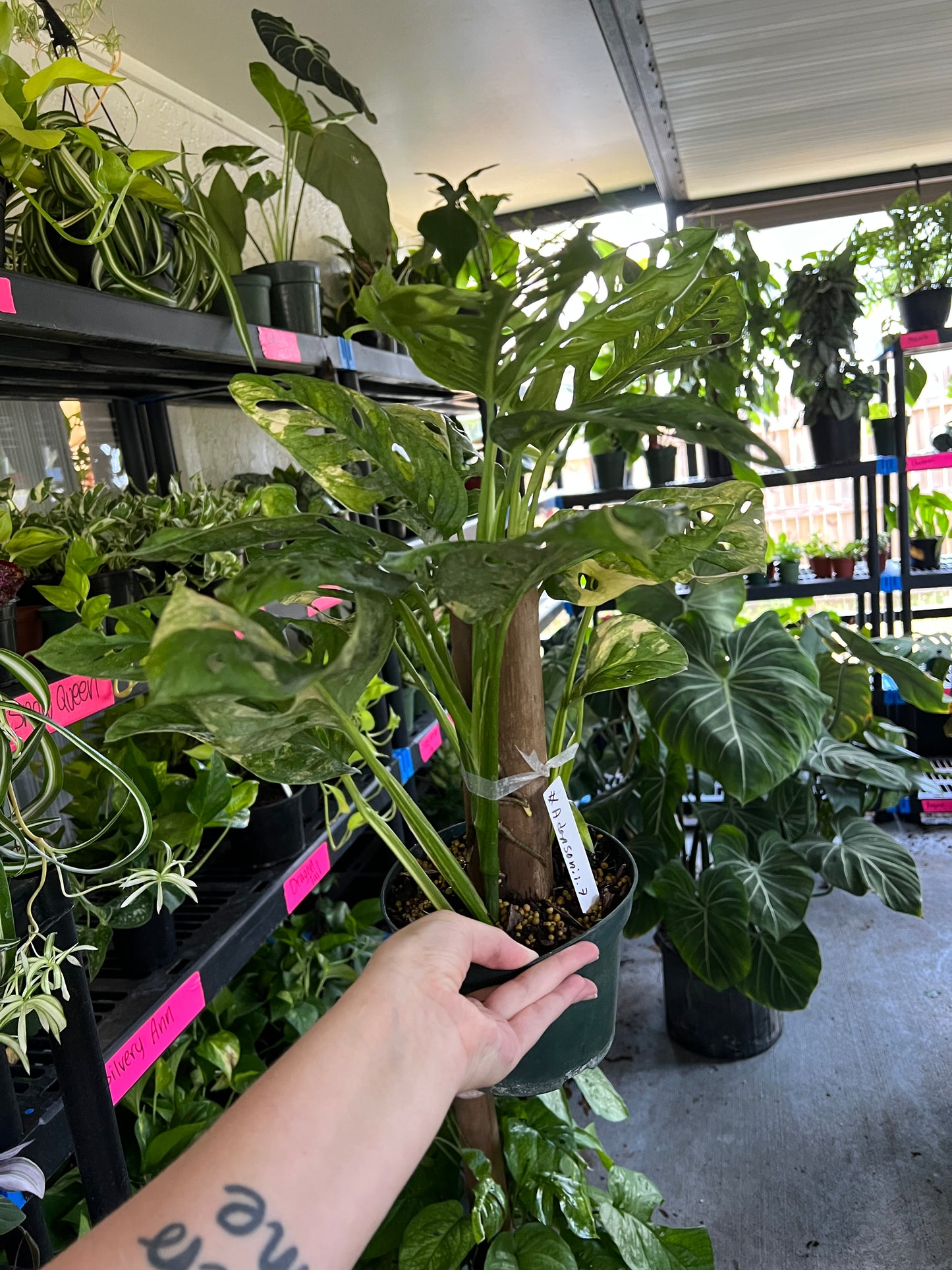 6” Variegated Monstera Adansonii Totem