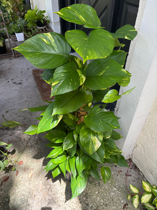 8” Golden Pothos Trellis