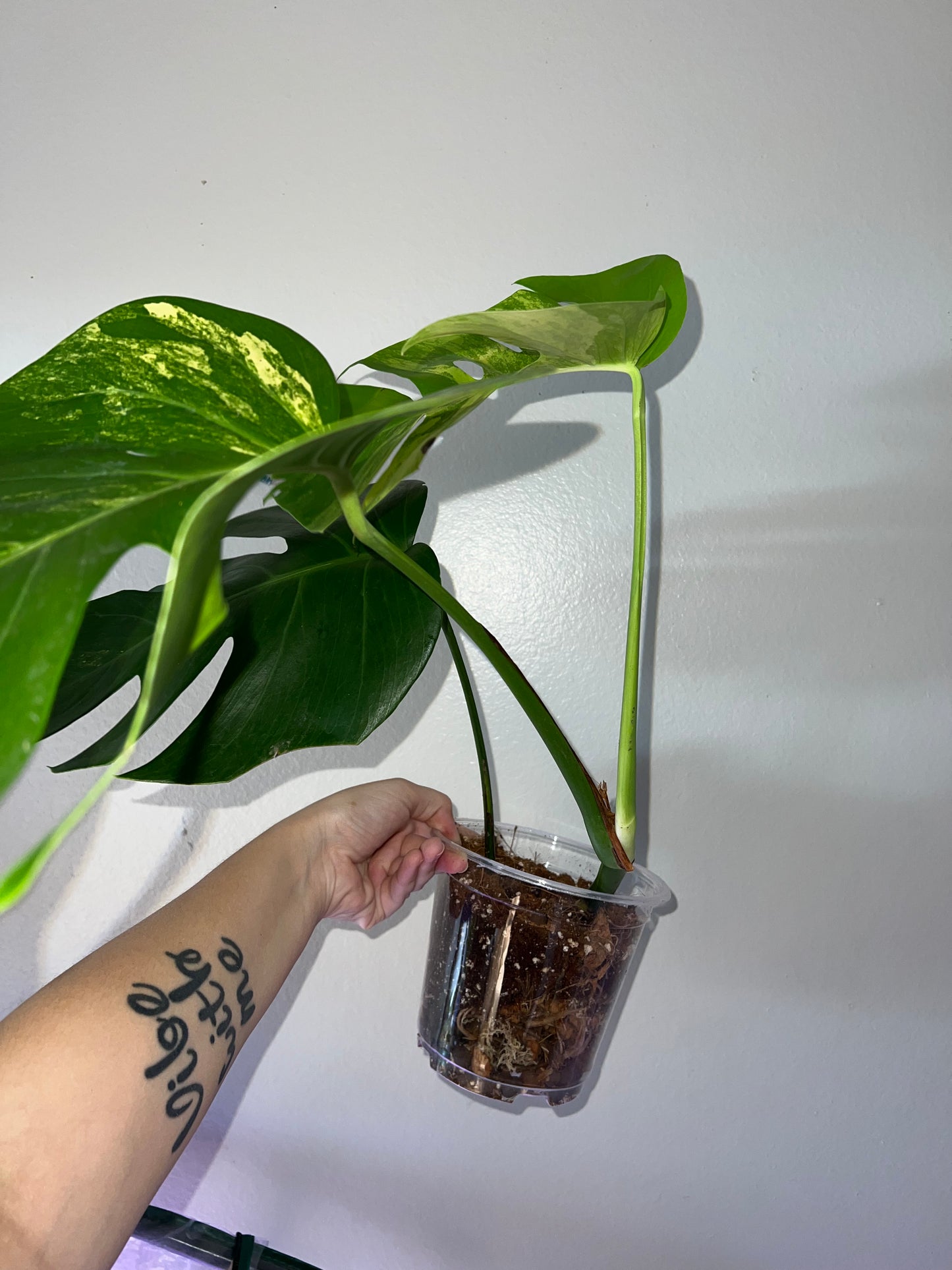 6” Monstera Aurea Tricolor