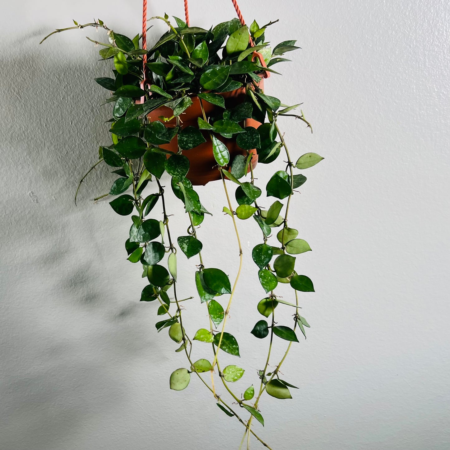 6” Hoya Krohniana Hanging Basket