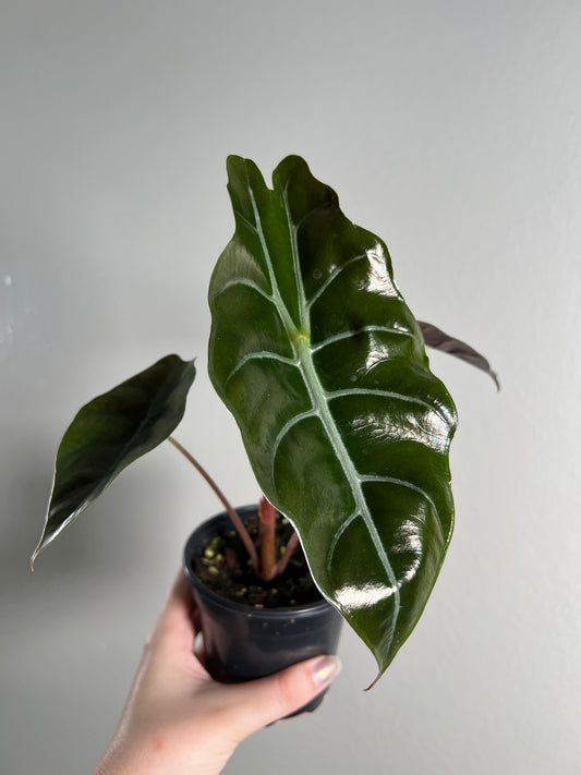 4” Alocasia Chantrieri