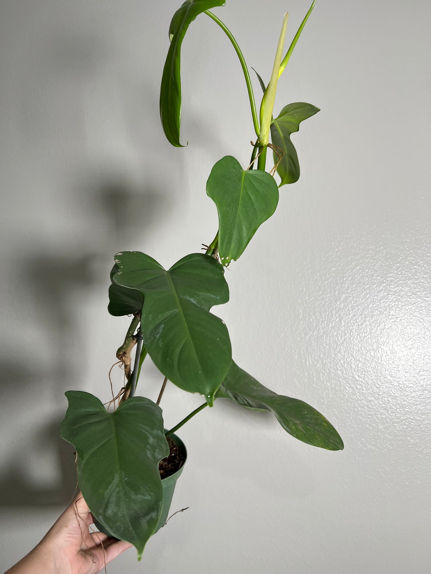 6” Horse Head Philodendron