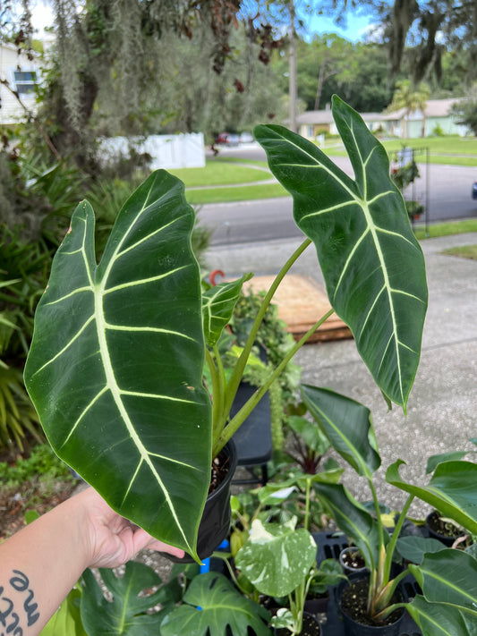 6” Alocasia Frydek