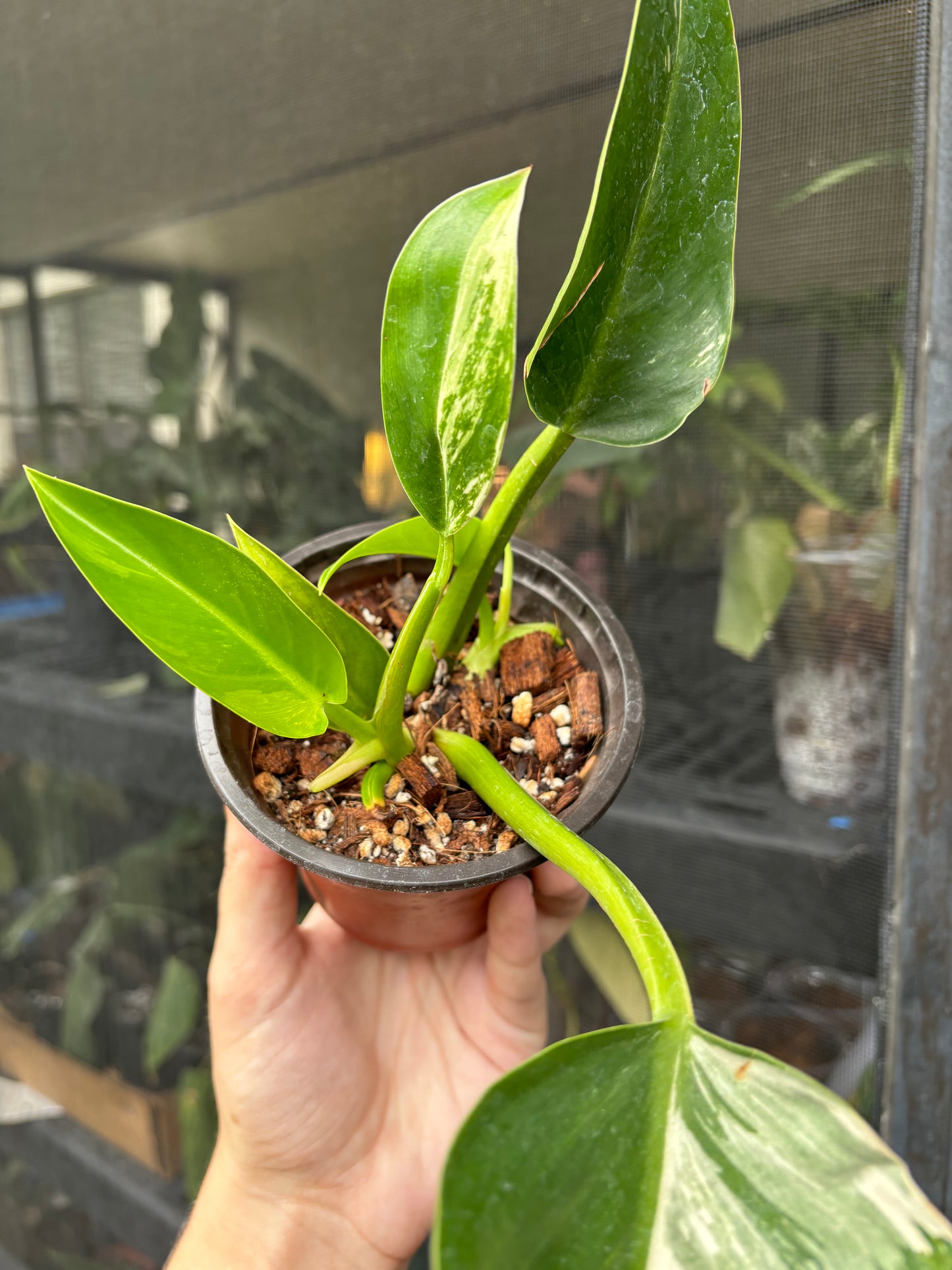 4” Variegated Philodendron Green Congo Hybrid